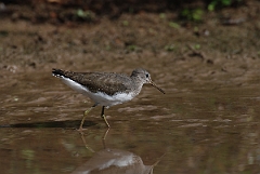 David Plant Photography - Wildlife Photographer - Green sandpiper - K